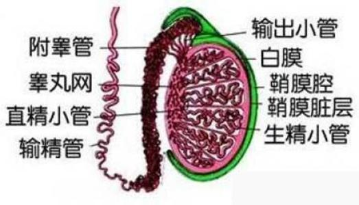 睾丸异常