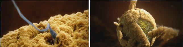 �����������Ӧ������